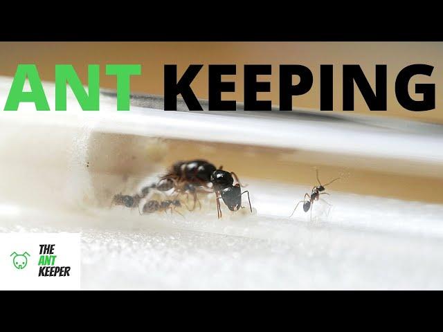 A Beginners Guide To Ant Keeping!