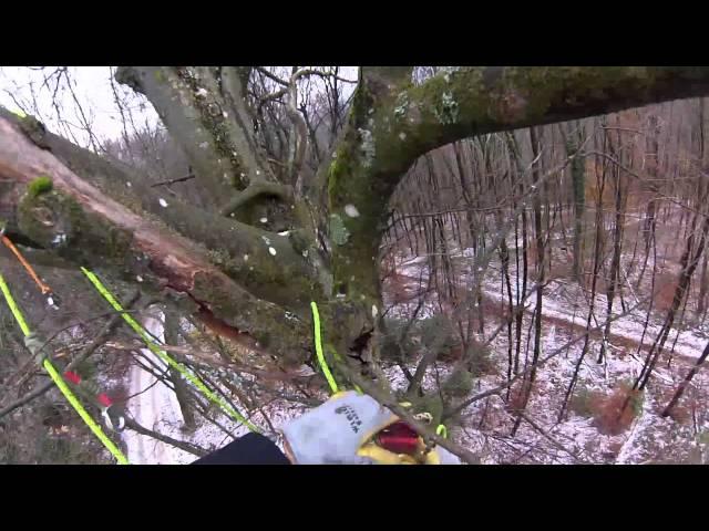 Tree Climbing Germany