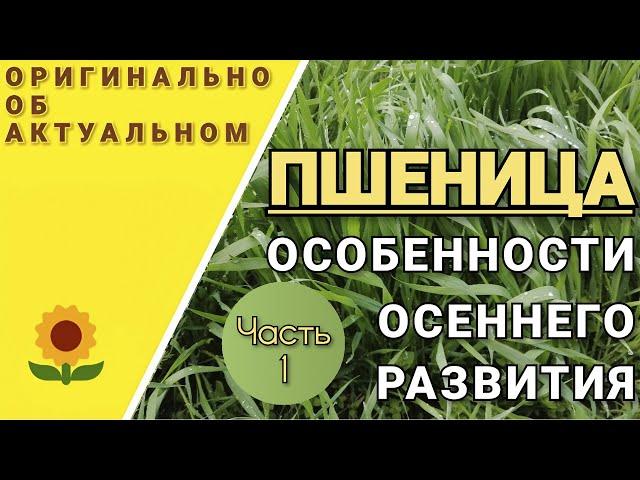 Повышение урожайности озимой пшеницы. Какие предшественники следует выбирать