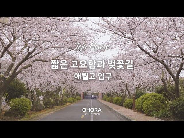 [4k] 오호라 제주 벚꽃풍경 애월고 벚꽃나무 로케이션 영상 (2020)