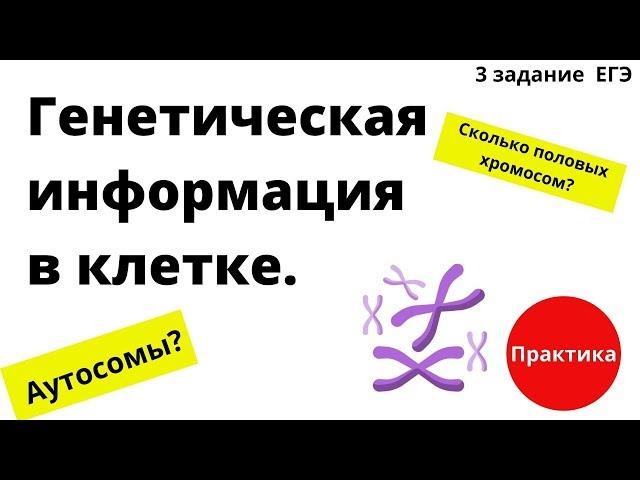 Генетическая информация в клетке