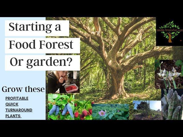 My top 8 plants for your new food forest garden