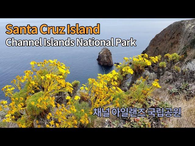 캘리포니아 여행 산타 크루즈 섬 Santa Cruz Island