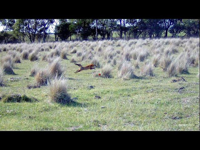 Driven Fox Hunt with Beretta Silver Pigeon 12G with Jagd Terriers, Jack Russels Victoria 04/08/2024