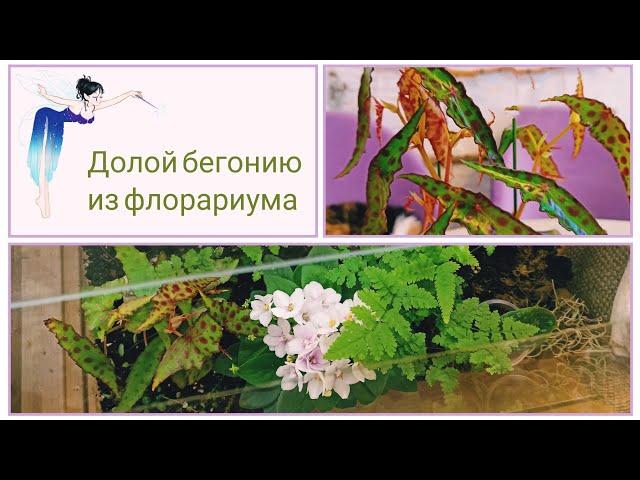 Пересаживаю бегонию "Амфиоксус" из флорариума