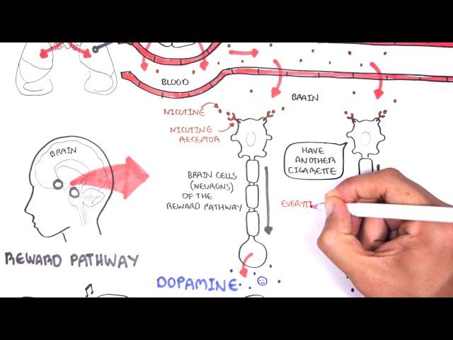 How does nicotine work