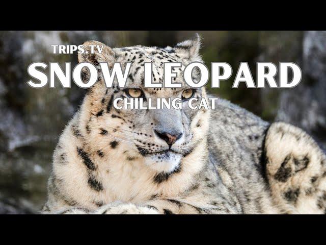 Snow Leopard - The Asian Mountain Cat - Trips TV