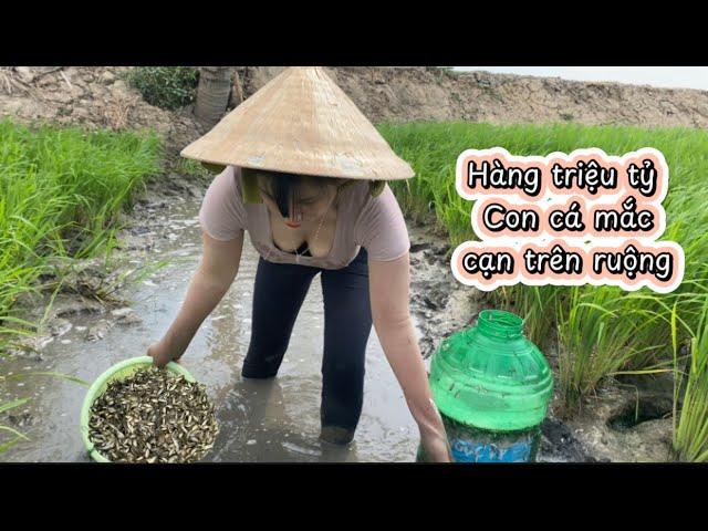 Hàng triệu tỷ con cá mắc cạn trên ruộng lúa xanh mướt súc đã tay luôn #thanhgiangvlog