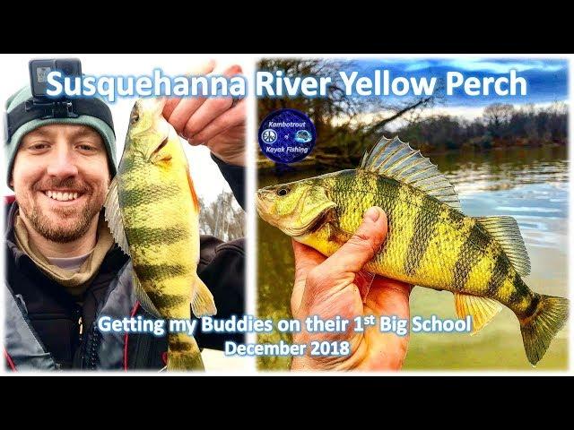 Maryland Yellow Perch Fishing and Tips on How to Catch 'Em