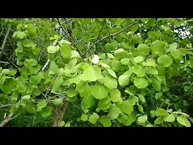 Why are Aspen Leaves Always Trembling? Nature Insights