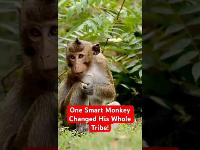 One Smart Monkey Changed His Whole Tribe #wildlife #monkey #animals #shorts #shortvideo