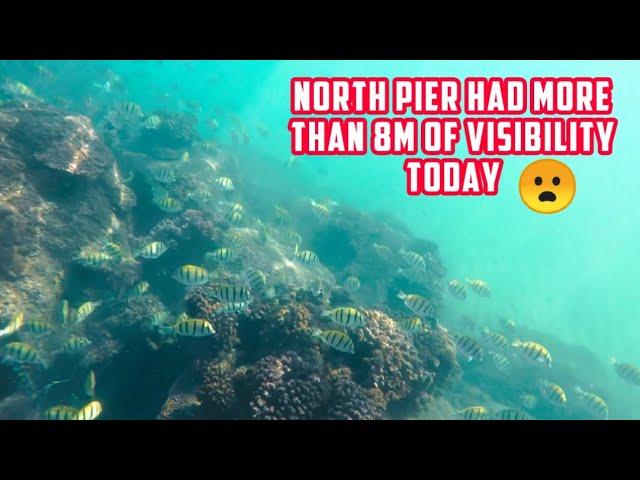 Diving with 8m visability north pier Durban