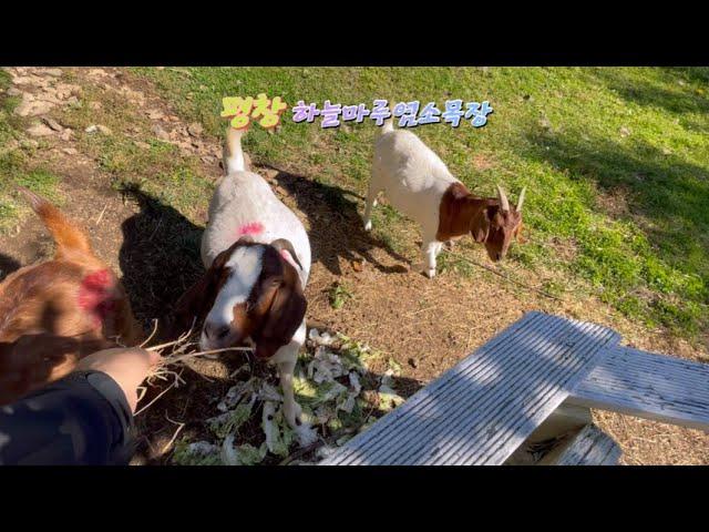 K trip K여행 평창 하늘마루 염소목장Pyeongchang Sky Maru Goat Ranch