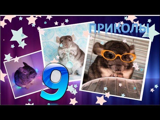 Лучшие приколы про ШИНШИЛЛ! Смешные ШИНШИЛЛЫ! Funny chinchillas#9