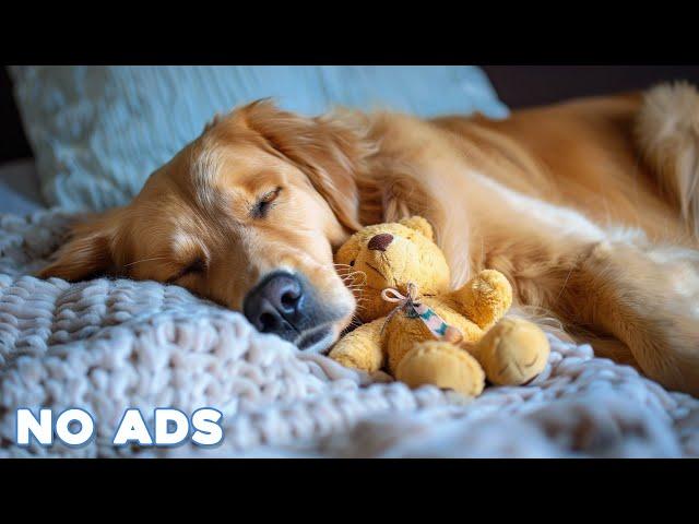 12 Hours Anti Anxiety Music for Dogs  Stress Relief Music For Dogs  Calming Music For Dogs