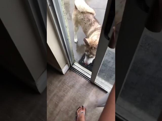 Dogs are afraid of thunder #dog #pet #funny #funnyvideos #animals