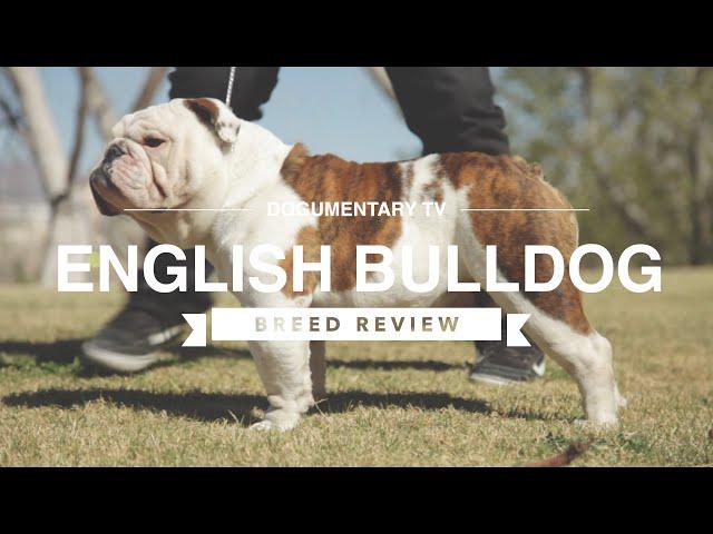 ENGLISH BULLDOG BREED REVIEW