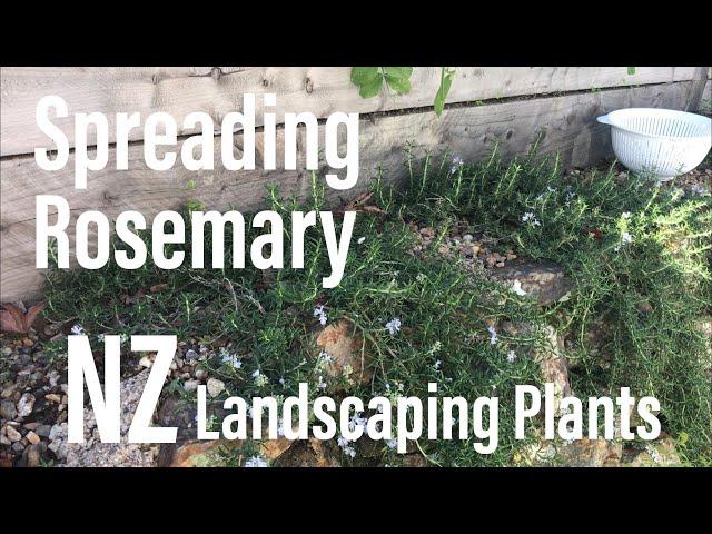 Spreading Rosemary - Rosmarinus officinalis "Prostratus" - Popular NZ landscaping plants