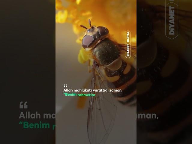 Allah mahlûkatı yarattığı zaman "Benim rahmetim gazabımdan fazladır" diye yazdı (Buhârî, Tevhîd, 15)