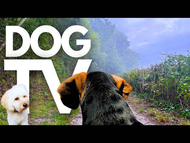 GoPro DogTV | 10hrs of Relaxing Virtual Dog Walks Through Scenic Forests  Dog POV