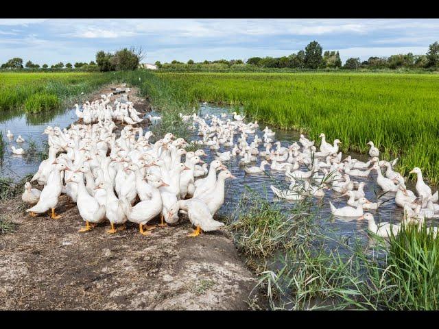 Canards des rizières | CrowdFarming