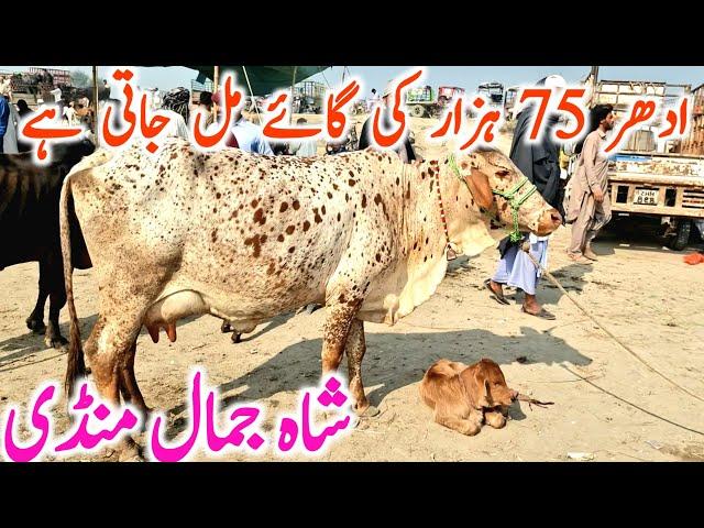 Cholistani Sahiwal Cross And Pure Cow |  Shah Jamal Cow Mandi || Mandi Star