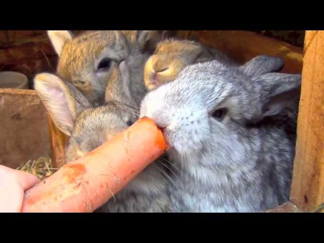 Flemish Giant Bunny Rabbit and Babies Bunnies Eating Strawberry and Carrot