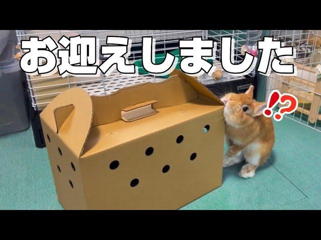 とても綺麗な色のうさぎの赤ちゃんをお迎えしました【ネザーランドドワーフのコッペ】