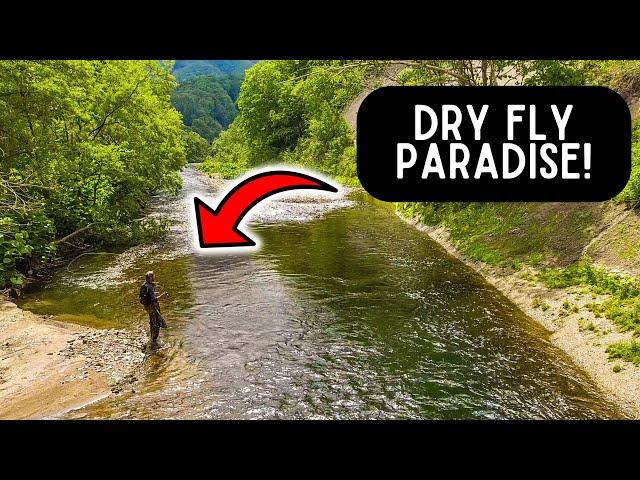 Dry Fly Fishing For Trout in CRYSTAL CLEAR RIVERS! 