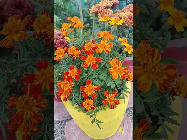 French Marigold/ Gardening with Knowledge Hub 2020