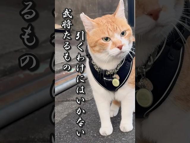 負けられない戦いがここにある #元野良猫チャチャ #猫武将 #猫 #ネコ #ねこ #cat #チャチャ