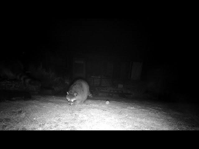 Fuzzy Buddy and Mama Raccoon return to Wild Reiki Spa