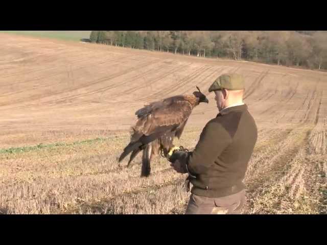 Hunting hares with a golden eagle