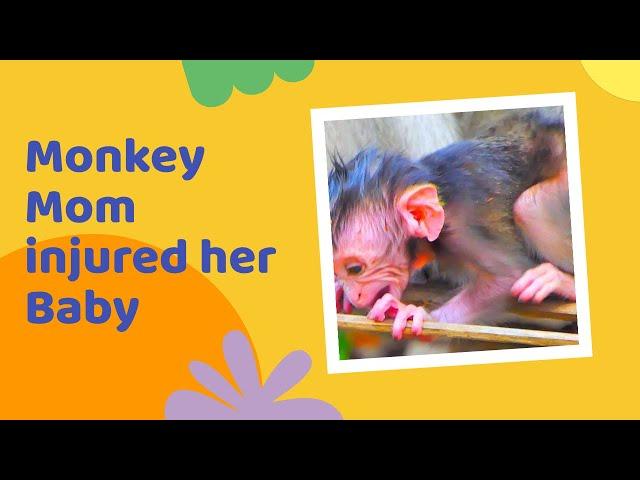 Monkey  mom   injured her baby #wildlife #nature #wildanimals #krugernationalpark #monkey