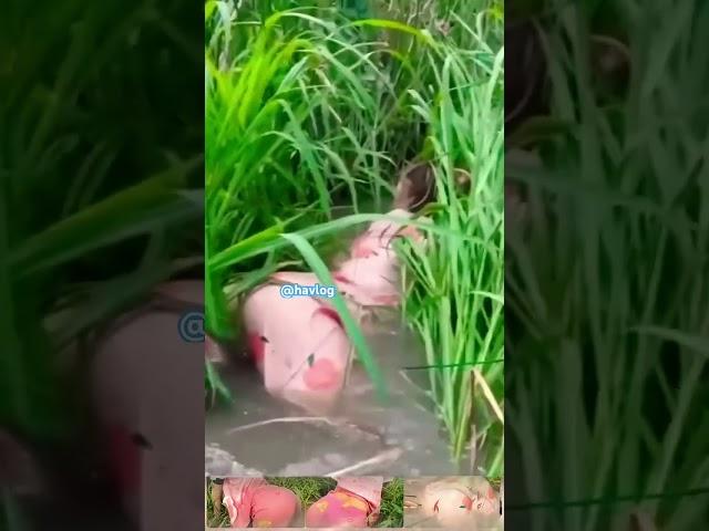 Catching fish #teachvideo #shorts