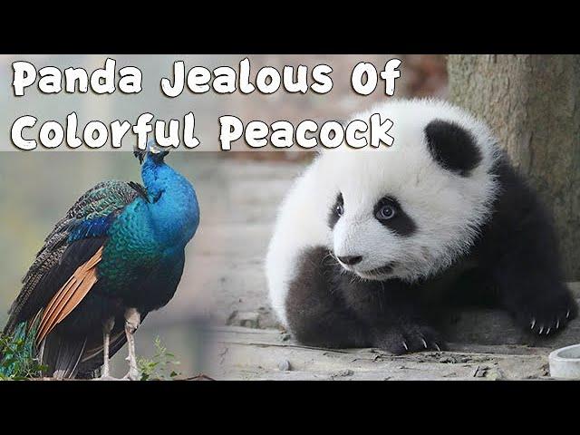 Panda Jealous Of Colorful Peacock | iPanda