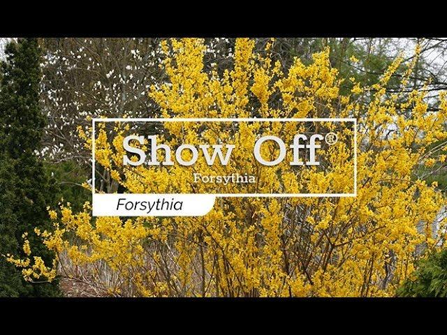 30 Seconds with Show Off® Forsythia