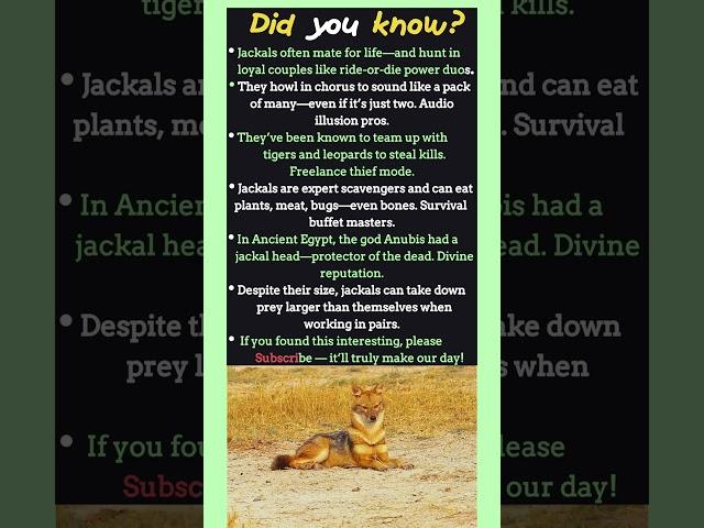 Jackal Facts That Sound Totally Fake (But Are 100% Real)