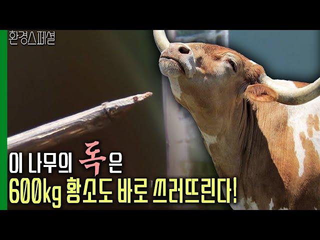 이 나무의 독은 600kg 황소도 바로 쓰러뜨린다! [환경스페셜-화학의 해 특별기획 독2편 생명의 미래, 독종을 사수하라] / KBS 20061122 방송