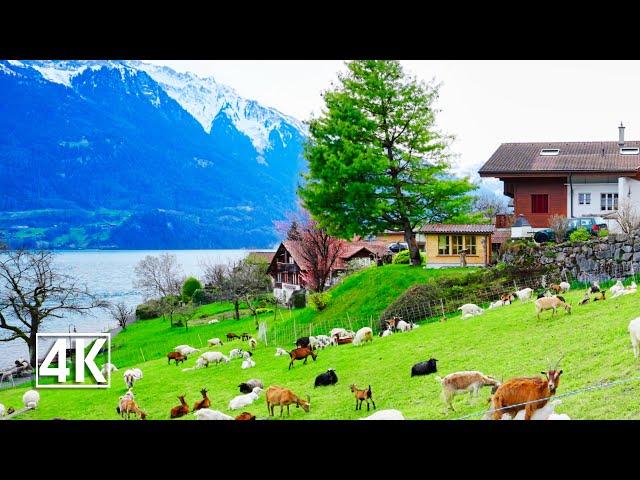 Switzerland 4K Oberried am Brienzersee, the pearl of Lake Brienz