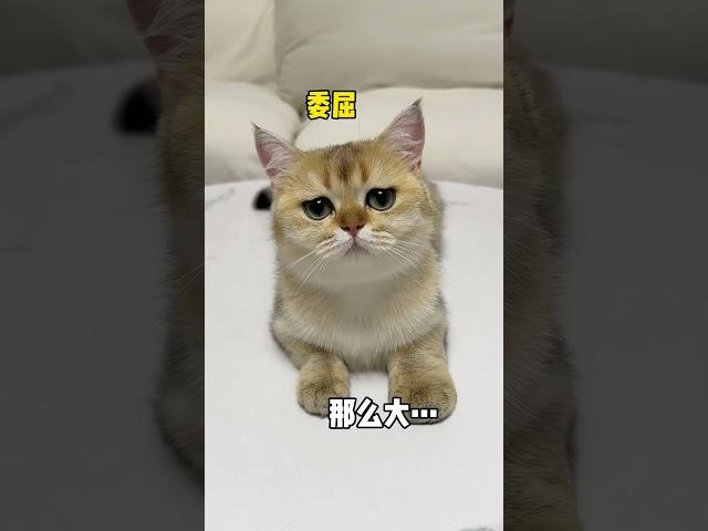 【牛奶是只猫】房子没了可以再建，这猫是建的不能再建了