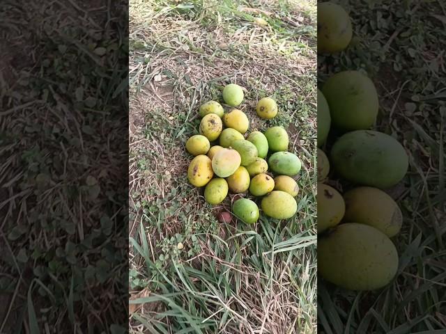mini vlog#day-4#trending#farmingvlog#masti#fannyvideo#viral#timepass#vlog#ytshorts
