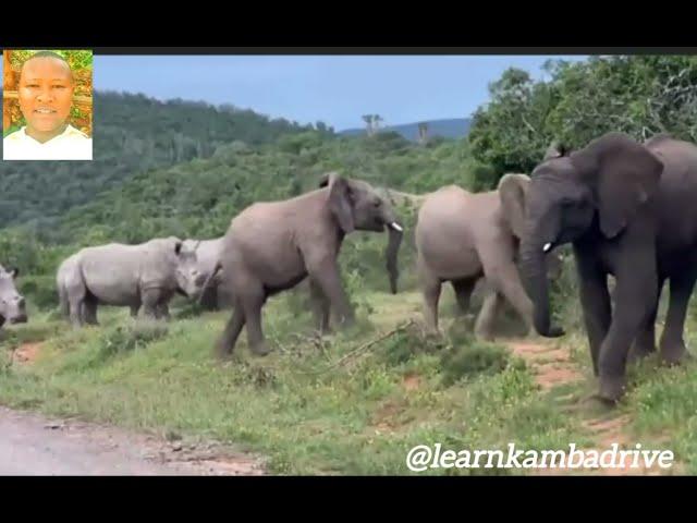 Elephants meeting Behavior Elephant socialization lesson 1