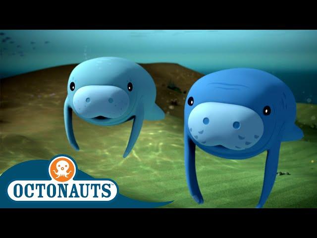 Octonauts - The Manatees | Cartoons for Kids | Underwater Sea Education