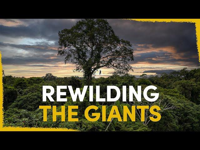 Our plan to reconnect the giants of the Amazon