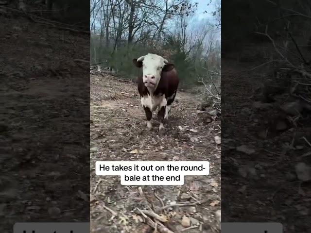 Rufus the bull  #cow #bullfarm #animalfarming #farming #cattledisease