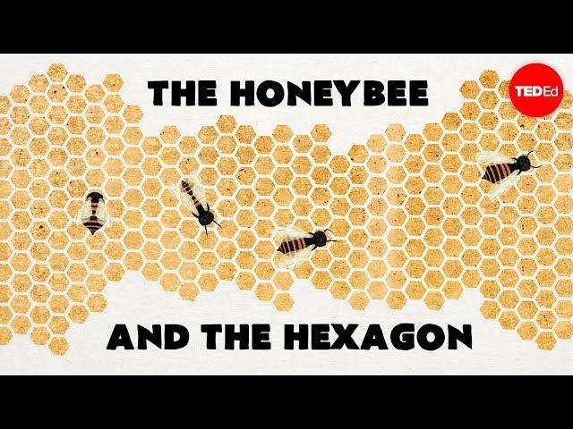 Why do honeybees love hexagons? - Zack Patterson and Andy Peterson