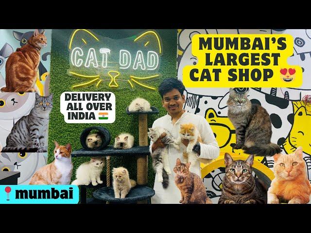 India’s largest Cat Shop| All Breed Cats Available | Healthy & Playfull kittens | Cat Dad Mumbai