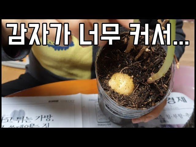 감자가 너무 커서.... 넓은집으로 이사!? - 주말농장 [일꾼TV]