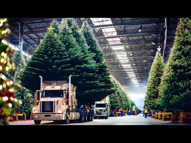 How Helicopters Help Farmers Harvest One Million Christmas Trees for the Holidays